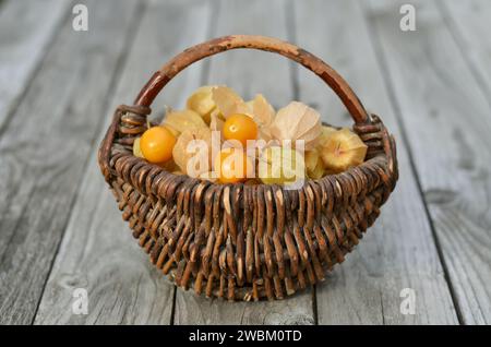 Cestino di vimini con frutta matura appena raccolta di Physalis peruviana in calici secchi. Foto Stock