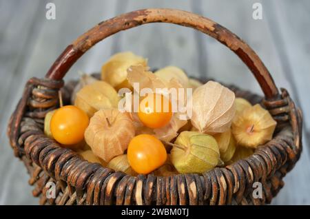 Frutti maturi di Fisalis peruviana in calici secchi in un cesto di vimini su sfondo grigio. Foto Stock