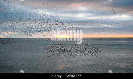 Brighton Regno Unito 11 gennaio 2024 - The starling Murmuration a Brighton stasera mentre vanno a vagare sotto il molo dopo un'altra fredda giornata lungo la costa meridionale con più previsioni di neve per l'inizio della prossima settimana nel Regno Unito : Credit Simon Dack / Alamy Live News Foto Stock