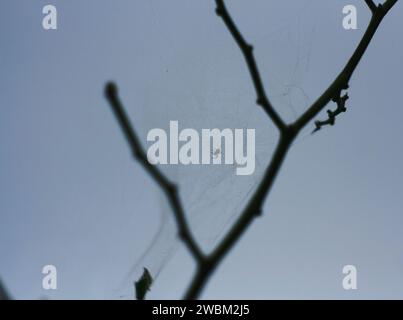 Primo piano della ragnatela sull'albero Foto Stock