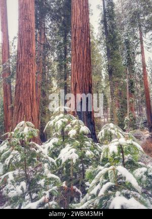 sequoie giganti nella Foresta Gigante nel Sequoia National Park, California, in inverno. Foto Stock