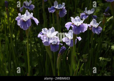 Fiori di Iris barbuti viola Foto Stock