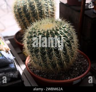 Primo piano del cactus del canile d'oro (Echinocactus Grusonii) Foto Stock