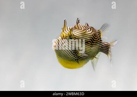 Un cowfish femminile dello Shaw, Aracana aurita, anche conosciuto come un bossfish dipinto o un cowfish striato. Trovato nelle barriere coralline dell'Oceano Indiano orientale intorno a sou Foto Stock