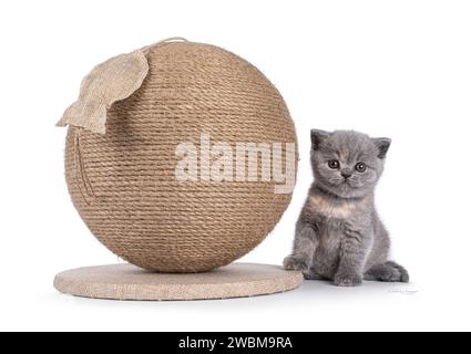 Piccolo gattino britannico Shorthair, seduto accanto a un enorme giocattolo di palla da graffio drappeggiata con corda di sisal. Guardando la fotocamera. Isolato su sfondo bianco Foto Stock