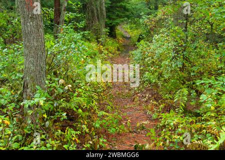 Sentiero aborigeno, George Washington Area di gestione, Rhode Island Foto Stock