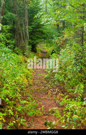 Sentiero aborigeno, George Washington Area di gestione, Rhode Island Foto Stock