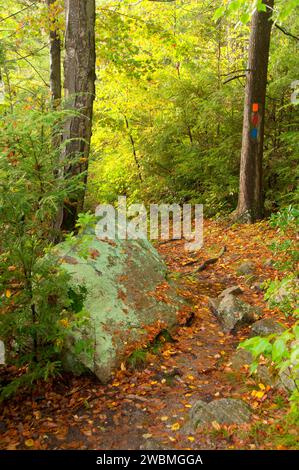 Sentiero aborigeno, George Washington Area di gestione, Rhode Island Foto Stock