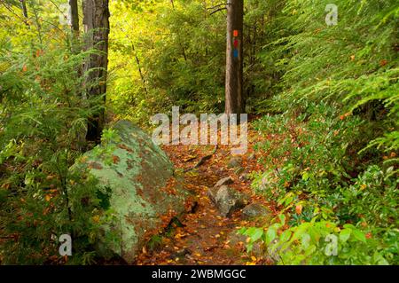 Sentiero aborigeno, George Washington Area di gestione, Rhode Island Foto Stock