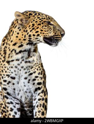 Foto del profilo di un leopardo macchiato che guarda a destra, isolato su bianco Foto Stock