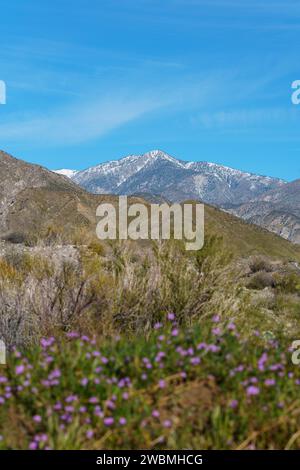 Vista della neve sul monte San Gorgonio con fiori selvatici viola in primo piano dalla Mission Creek Preserve a Desert Hot Springs, California Foto Stock