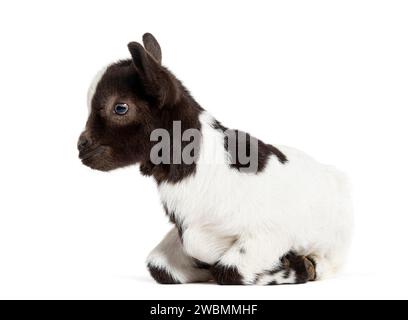 Inginocchiato ragazzo bianco e nero di una capra tibetana Pigmy, isolato su bianco Foto Stock