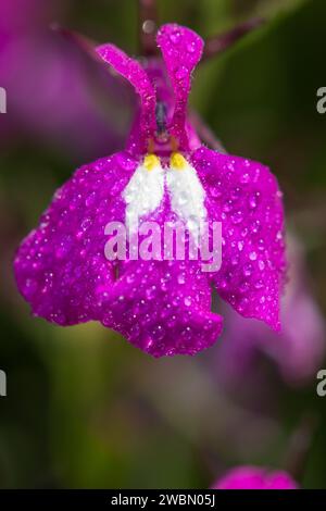 Foto macro di un fiore di lobelia rosa (lobelia erinus) ricoperto di goccioline di rugiada Foto Stock