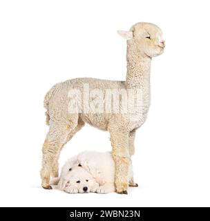 Otto settimane Ol cuccioli Maremma che vengono impregnati di un giovane alpaca, insieme, isolati su bianco Foto Stock