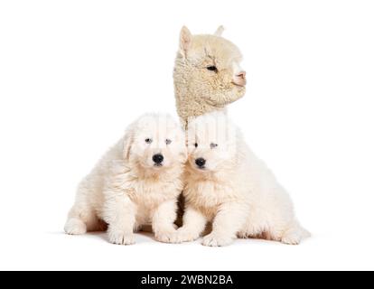 Otto settimane Ol cuccioli Maremma che vengono impregnati di un giovane alpaca, insieme, isolati su bianco Foto Stock