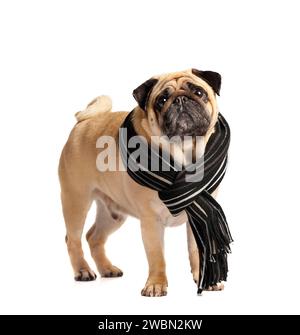 Pureed cute simpatico simpatico pug cane amichevole in una calda sciarpa elegante intorno al collo su sfondo bianco. Il concetto di camminare con i cani in clima freddo Foto Stock