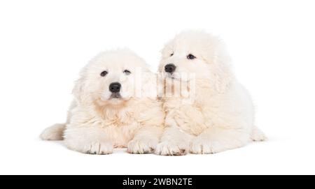 Otto settimane ols cuccioli Maremma Sheepdogs, isolati su bianco Foto Stock