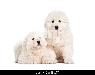 Otto settimane ols cuccioli Maremma Sheepdogs, isolati su bianco Foto Stock