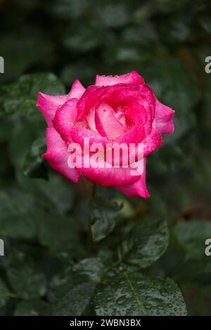 Rosa brillante in fiore con gocce di pioggia e sfondo floreale Foto Stock