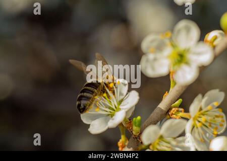 ape su un fiore macro, un'ape raccoglie nettare su un fiore di albicocca Foto Stock