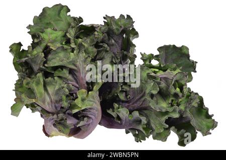 germogli di fiori isolati su sfondo bianco Foto Stock