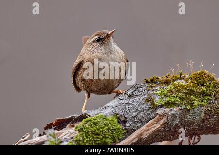 wren eurasiatica in habitat naturale, primo piano, (Troglodytes troglodytes). Foto Stock