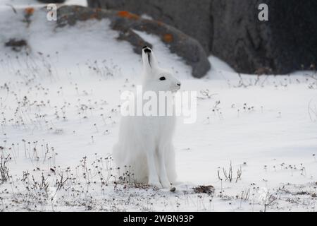 Lepre artica seduta su una roccia mentre si alterna con una volpe nella zona appena fuori Churchill, Manitoba Foto Stock