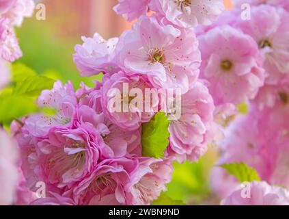 Fiori di rosa dolce che fioriscono Louiseania triloba, Prunus triloba, Amygdalus triloba nel giardino primaverile. Fiori Sakura rosa, immagine romantica da sogno spr Foto Stock