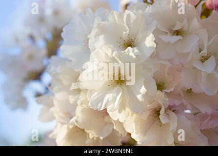 Fiori di ciliegio Amanogawa giapponesi, primo piano. Stagione primaverile. Tonalità pastello. Sfondo floreale. Giardini primaverili con fiori in fiore. Primavera ciliegia flusso Foto Stock