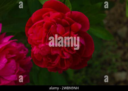 Peonie rosse in giardino. Peonia rossa in fiore. Primo piano sullo sfondo di splendidi fiori di peonie rosse. Foto Stock