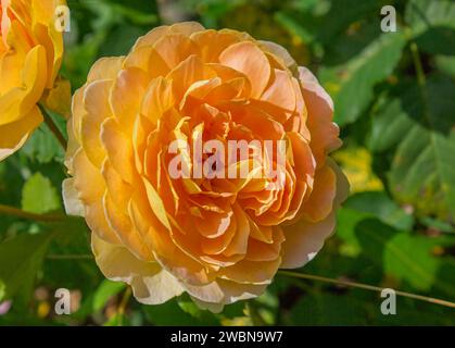 Primo piano del fiore della celebrazione d'oro inglese di arbusti rosa. Splendido sfondo giallo rosa rosa rosa. Foto Stock