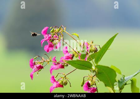 Primo piano di un'ape in volo vicino a un balsamo fiorito (ineImpatiens glandulifera) su uno sfondo verde sfocato nella valle del fiume Weser Foto Stock