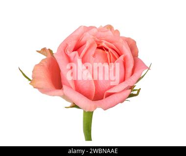 Rosa delicato con foglie isolate su sfondo bianco. Splendido fiore rosa rosa con maschera di ritaglio. Foto Stock