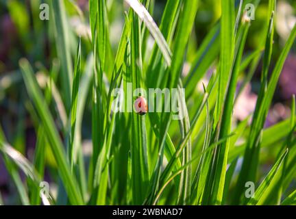 Erba verde primaverile fresca e piccola coccinella, sfondo naturale. Sfondo primaverile con erba verde fresca e coccinella su sfondo verde. Somma Foto Stock