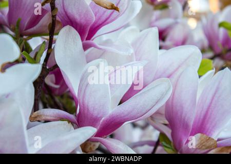 Magnolia Soulangeana primo piano, sfondo primaverile. Splendidi fiori rosa di Magnolia soulangeana su un albero. Foto Stock
