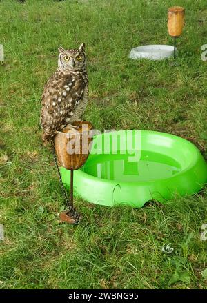 Un gufo grigio, con occhi larghi, orecchie pungiolate, appollaiato in cima a un vaso marrone giallastro, due ciotole, verde e bianco sull'erba, con acqua. Foto Stock