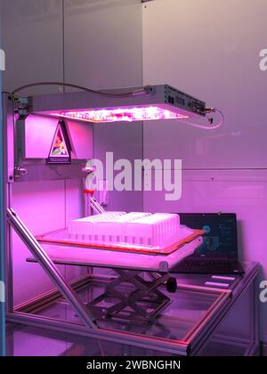 La NASA ha condotto il Science Verification test per APEX-08 usando Arabidopsis thaliana all'interno della camera di crescita Veggie al Kennedy Space Center. Il test dimostra la prontezza per la ricerca spaziale sulla ISS, comprese le modifiche genetiche per studiare le risposte delle piante allo stress ambientale. Foto Stock