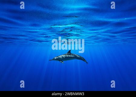 Un singolo delfino Spinner nuota appena sotto la vibrante superficie dell'oceano, illuminato dai raggi del sole che penetrano nell'acqua dell'oceano. Foto Stock