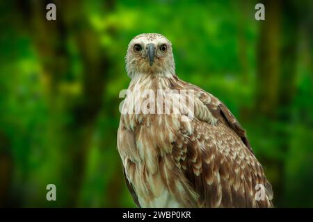 Ritratto di un'aquila Whistling o di un uccello Haliastur sphenurus in cerca di preda Foto Stock