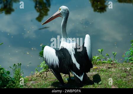 Pelican o Pelecanus conspicillatus bird stanno battendo le ali sul bordo del lago Foto Stock