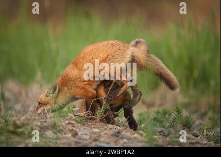 Il giovane Red Fox sta percorrendo un sentiero Foto Stock