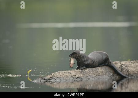 Vasaio del fiume nordamericano con un pesce su una roccia Foto Stock