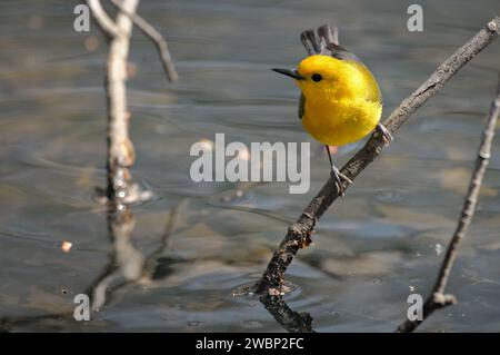 Il protonotario Warbler si poggia su un camion degli alberi in uno scambio Foto Stock