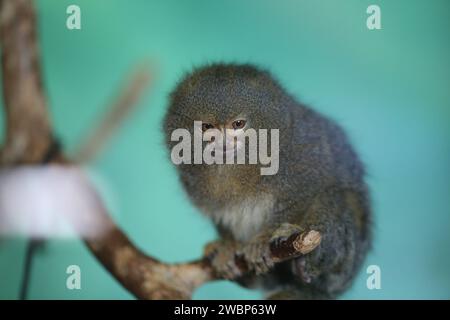 Una piccola scimmia molto bella è seduta su un ramo di albero nello zoo Foto Stock