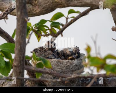 Un nido di pulcini Willie Wagtail in attesa di essere nutriti dagli uccelli genitori Foto Stock