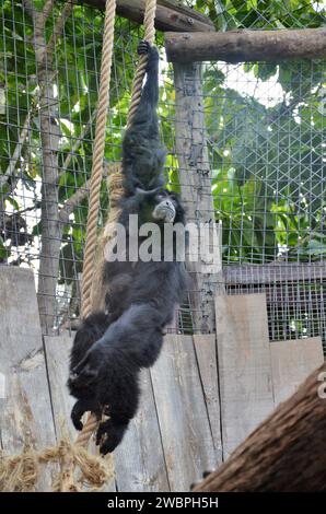 Siamang nel Jungle Park a Tenerife, Spagna Foto Stock