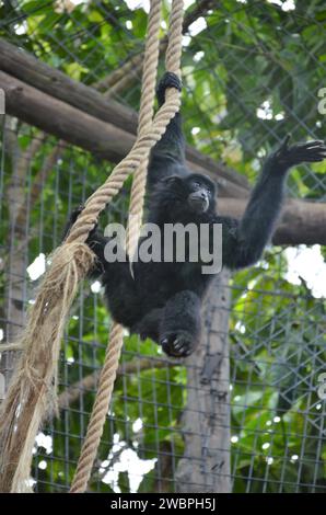 Siamang nel Jungle Park a Tenerife, Spagna Foto Stock