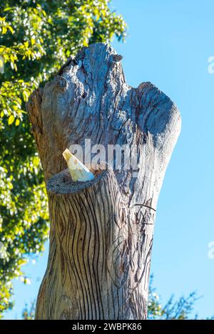 Un Cockatoo australiano nidificato nell'intaglio di Yurabirong, un albero di 200 anni fa di Forest Red Gum, nei Royal Botanic Gardens di Sydney Foto Stock