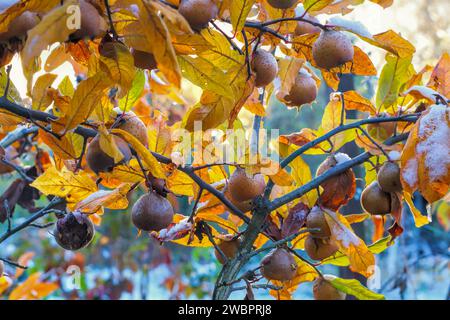 molte nespola comune su albero con neve, autunno Foto Stock