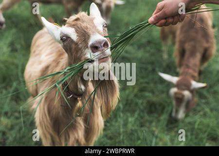 La piccola capra mangia l'erba dalla mano umana Foto Stock